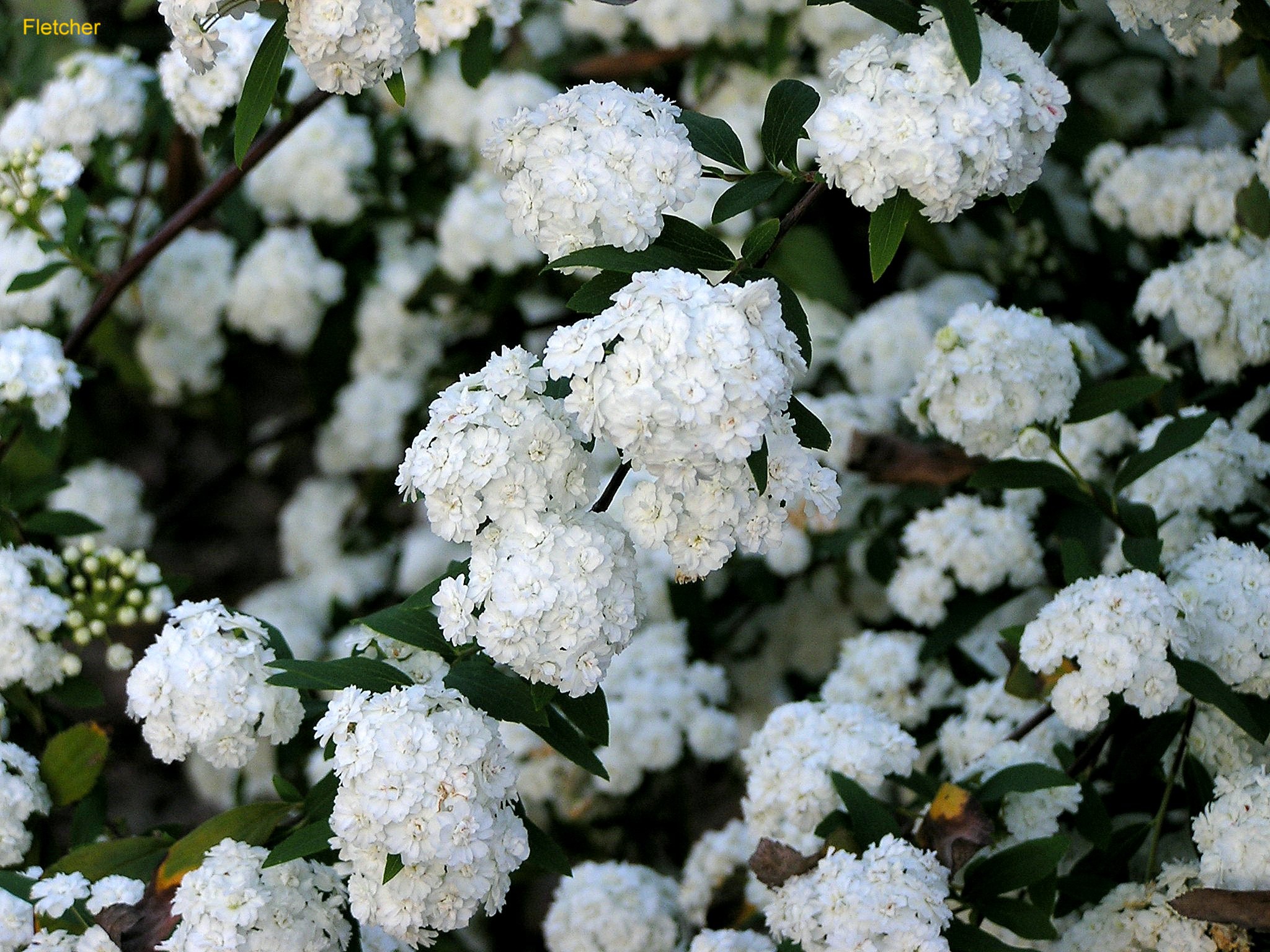 Online Plant Guide Spiraea cantoniensis 'Lanceolata' / Double Reeves